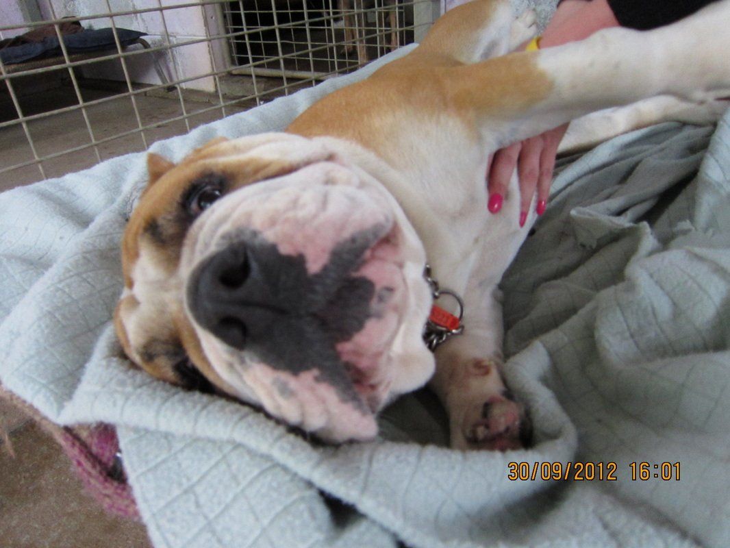 A brown and white dog laying on a blanket with a person holding it