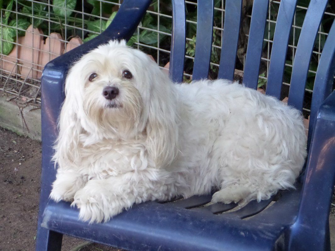 A small white dog is laying on a blue chair