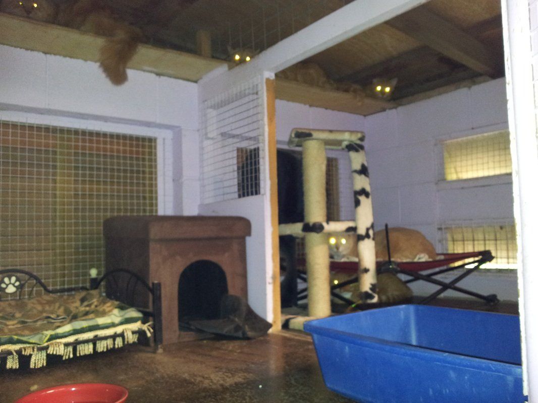 A room with a dog bed and a blue litter box