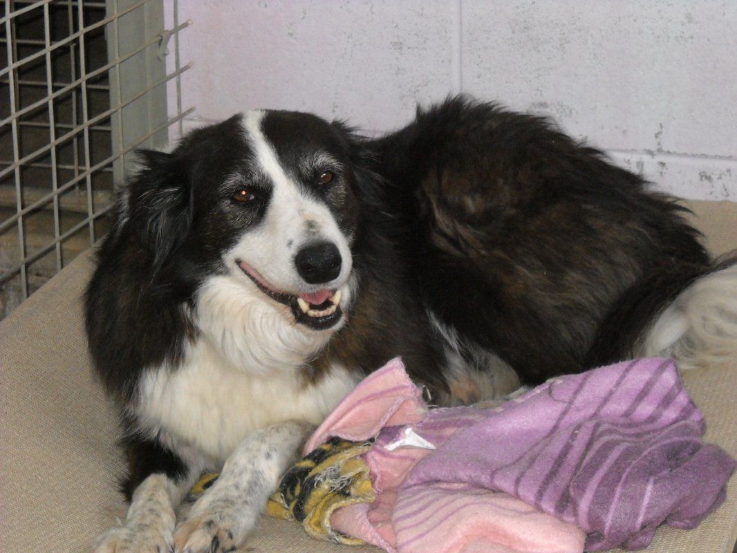 A black and white dog is laying on a blanket