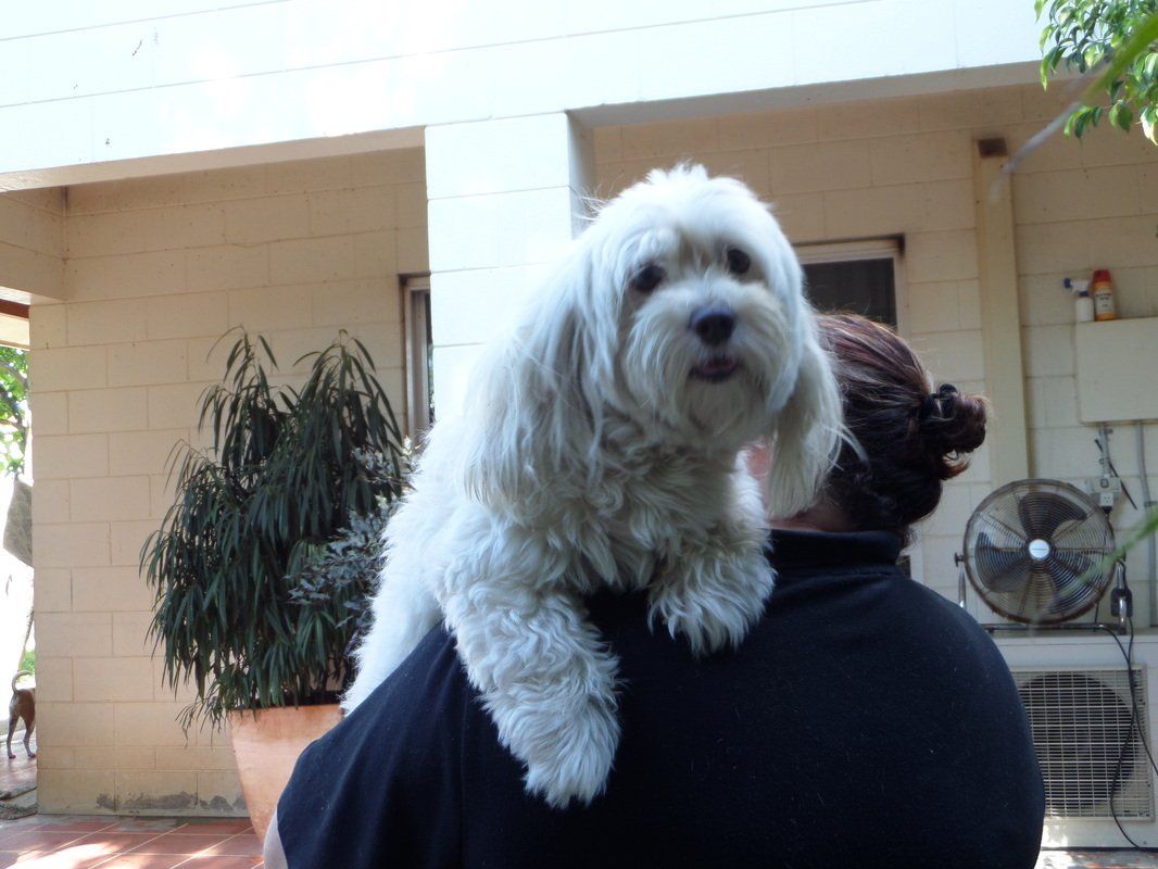 A woman is holding a small white dog on her shoulder