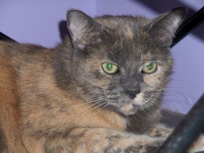 A cat with green eyes is laying down and looking at the camera.