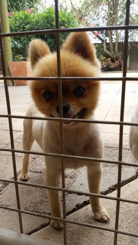 A small brown and white dog is behind a fence.