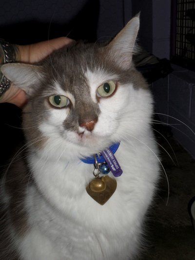 A gray and white cat wearing a blue collar and a heart shaped tag