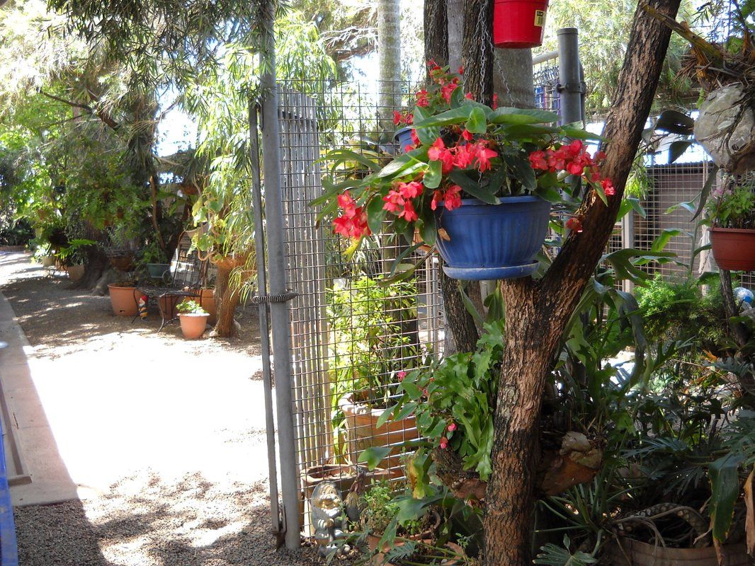 A bunch of potted plants are hanging from a tree
