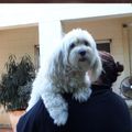 A woman is holding a small white dog on her shoulder