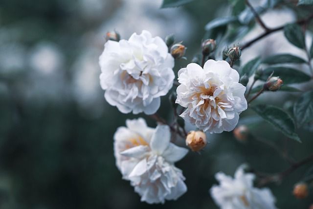 cremation services Mesa, AZ