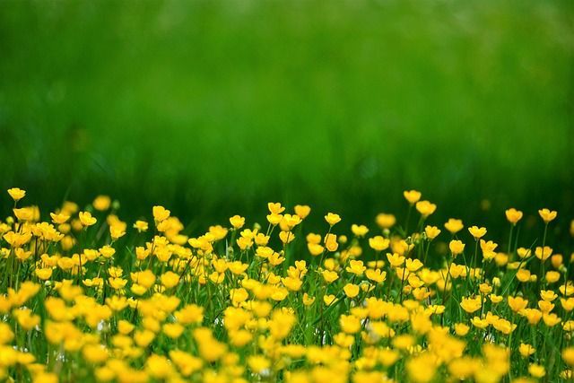 What is a Memorial Garden