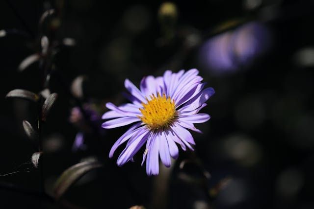 funeral homes Mesa, AZ