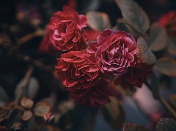 Red roses in bloom representing funeral homes in Gilbert, AZ.