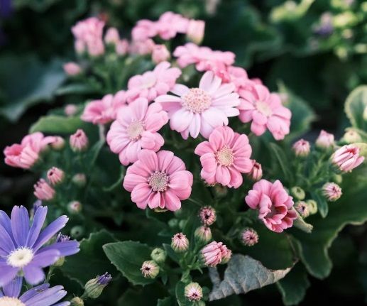 Pink flowers in garden setting representing remembrance and support from funeral homes in Mesa, AZ.