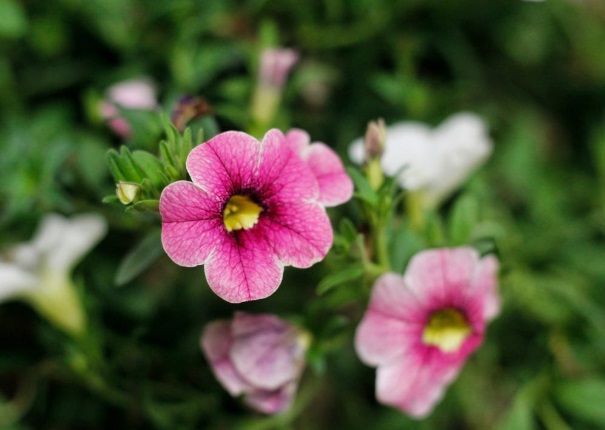 pink memorial flowers cremation services mesa az