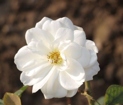 White flower in soft natural light symbolizing remembrance for Gilbert, AZ cremation services.