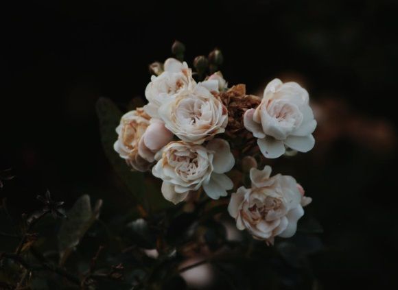 White roses clustered on stems, creating a soft and peaceful floral display in Chandler, AZ.
