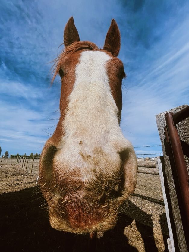 Close-up of a brown and white horse looking at the camera, outdoors on a sunny day.