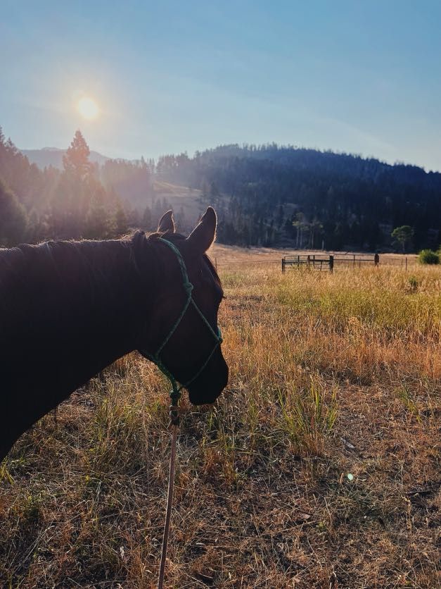 Horse grazing in a field at sunset with mountains in the background.
