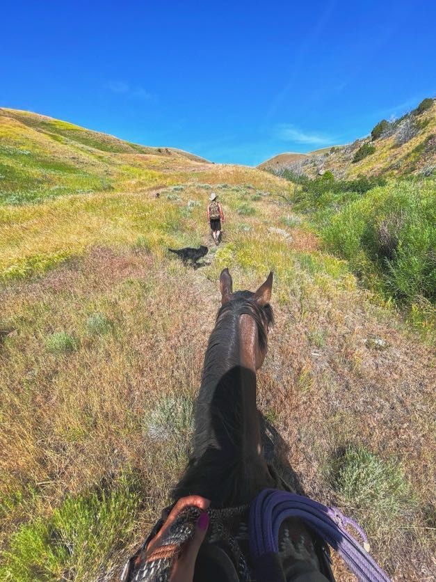 Horseback ride along a trail in a field of wildflowers, following a person and dog, with blue sky overhead.