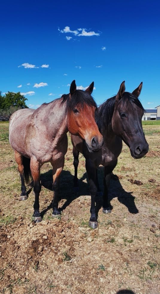 Two horses standing in a field on a sunny day. One is gray, the other is black. Blue sky.