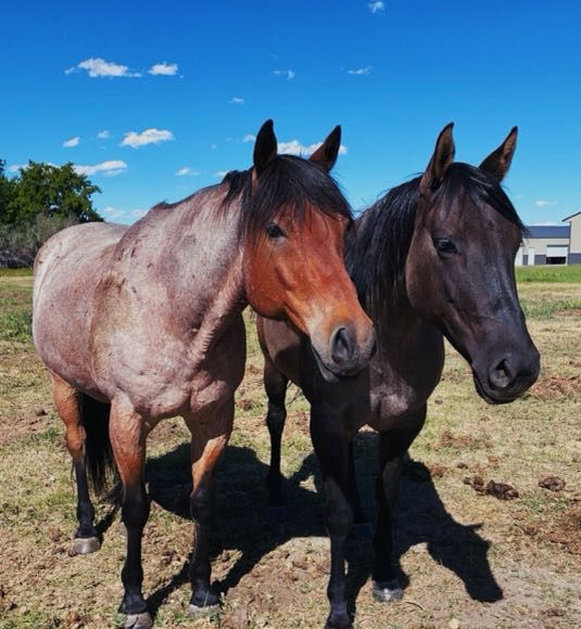 Two horses in a grassy field on a sunny day. One is a blue roan, the other is black.