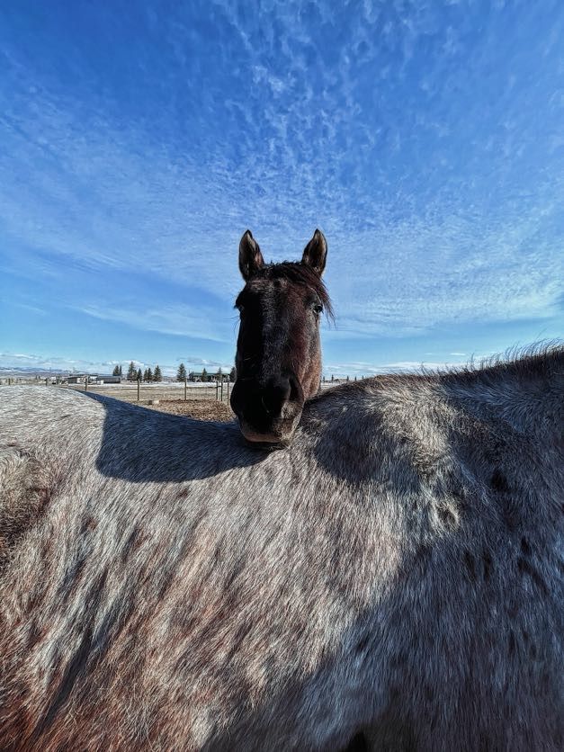 Horse with dark muzzle, resting its head on another horse's back, blue sky background.