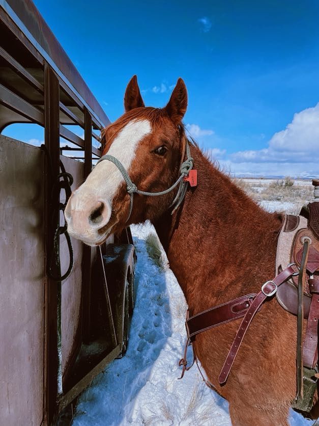 Chestnut horse with white blaze, saddled, wearing a halter, stands near a trailer on a sunny day.
