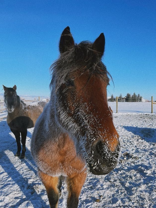 Brown horse with frosted muzzle in a snowy field, another horse in the background under a blue sky.