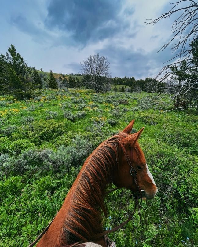 Horse grazing in a green field under a cloudy sky.
