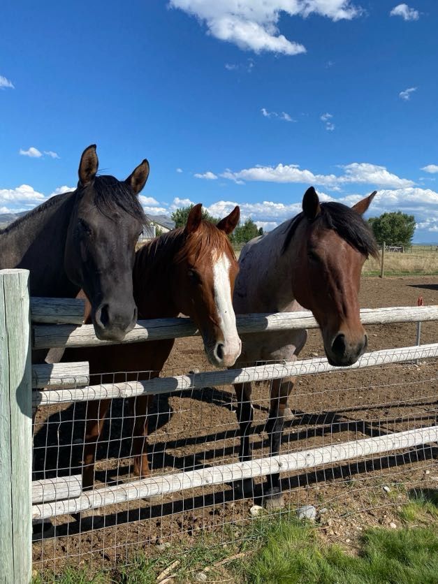 Three horses, various colors, peering over a fence under a blue sky.