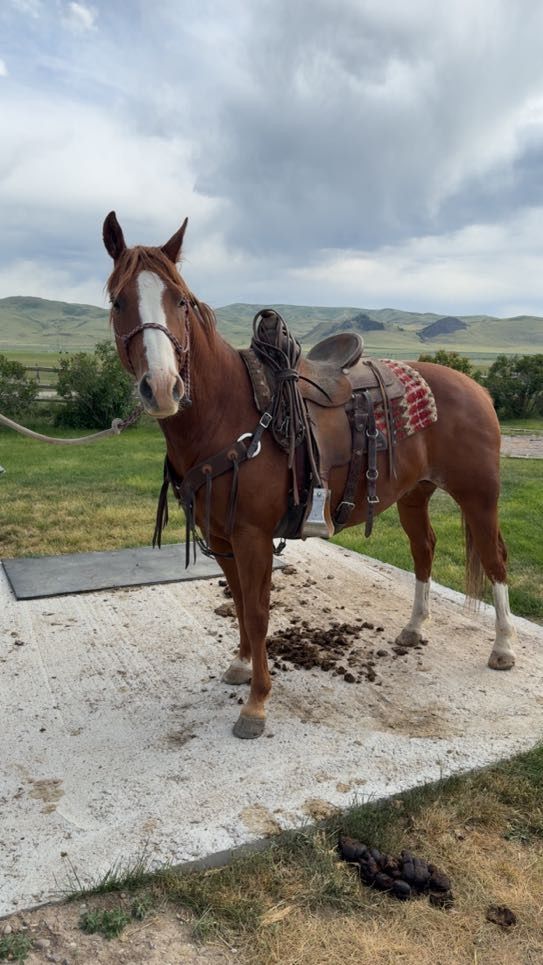 A brown horse with a white blaze, saddled, stands on a concrete slab in a grassy outdoor setting.