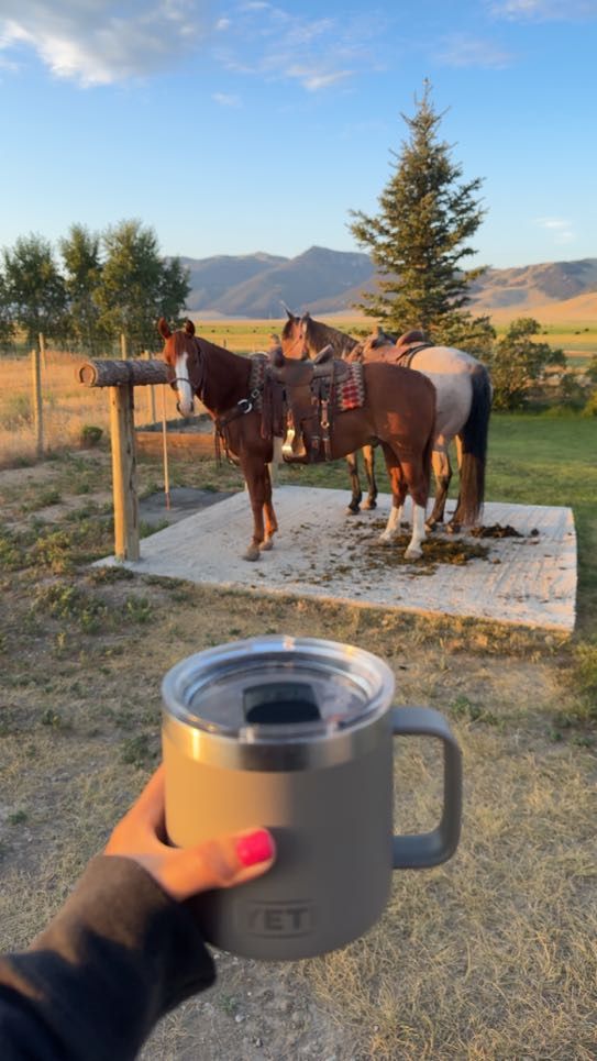 Hand holding a Yeti mug with saddled horses in a field; sunrise.