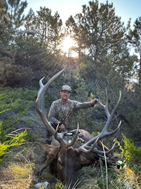 Hunter kneels next to a large elk he harvested in a forest setting. Sunlight peeks through the trees.