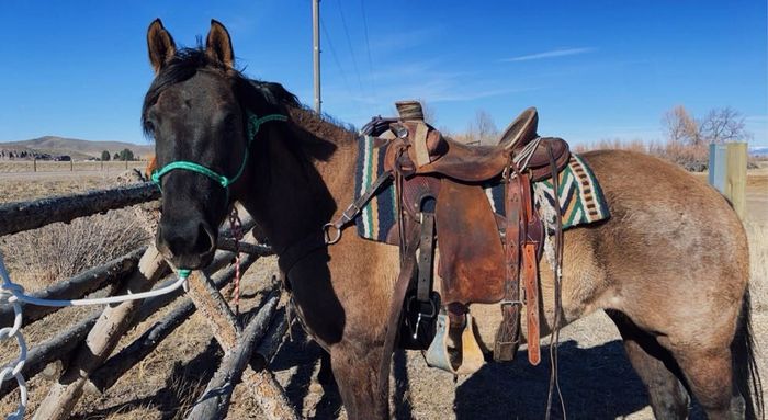 Horse saddled, tied to a wooden fence. The horse has a brown and black coat, under a bright blue sky.
