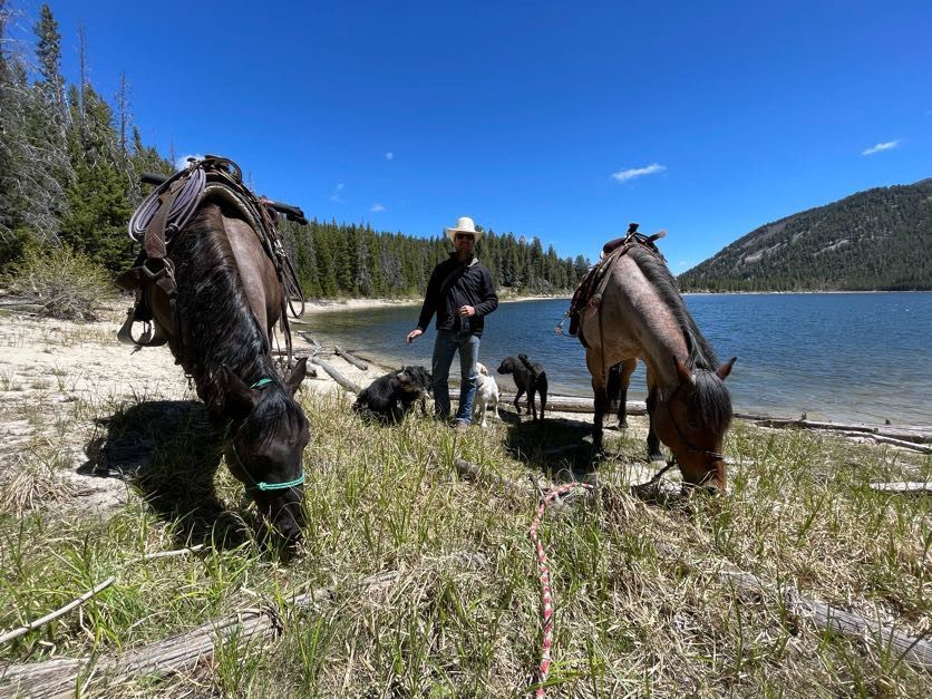 Man with two horses and two dogs by a lake; horses graze, blue sky.