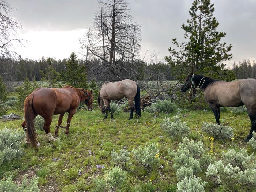 Three horses grazing in a field with green plants and trees in a wilderness setting.