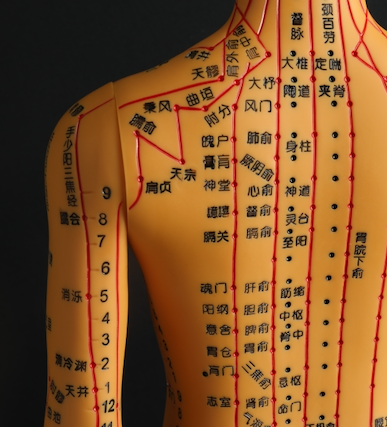 Traditional Chinese Medicine Meridian Lines model