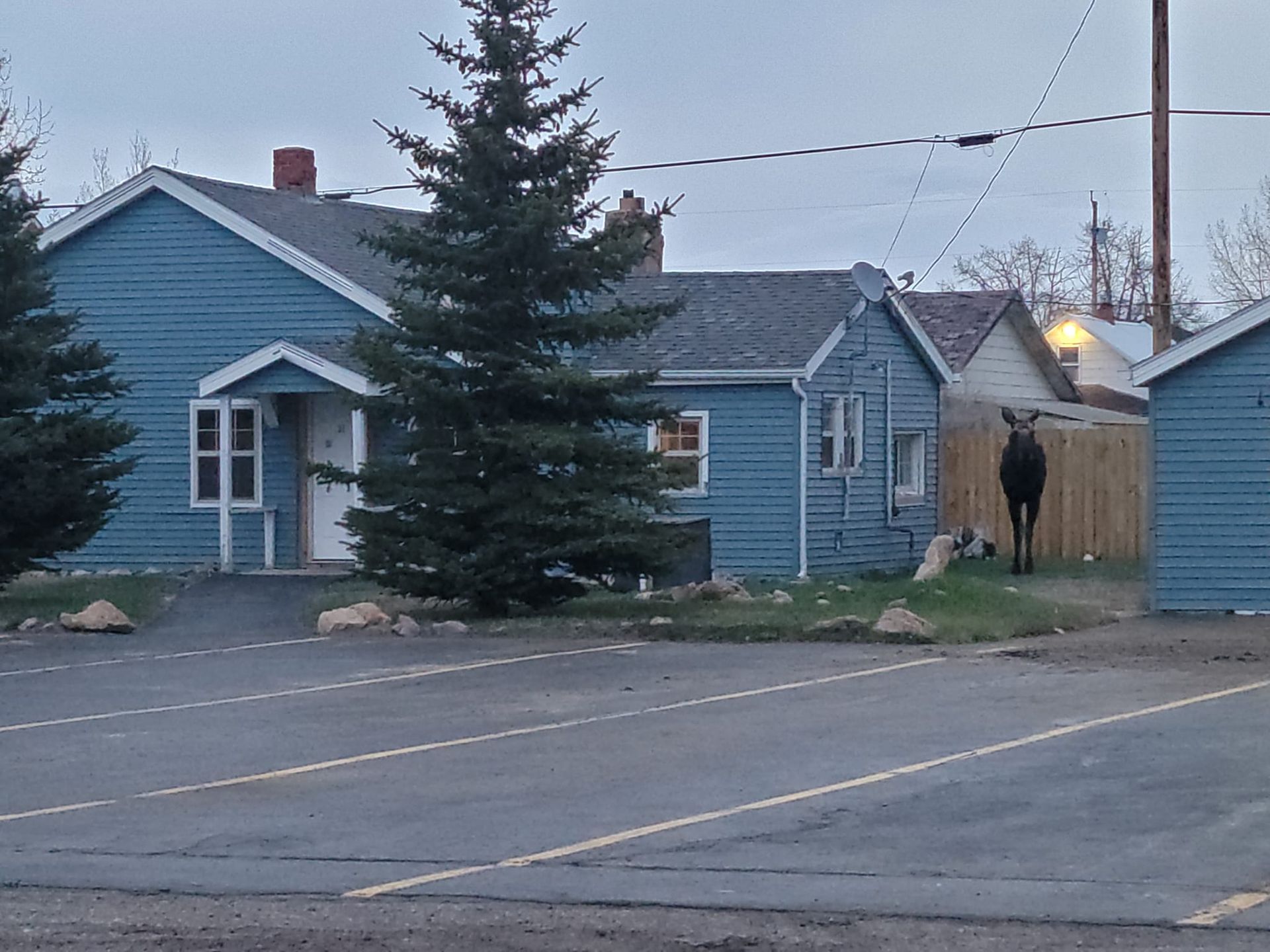 A moose is standing in front of a blue house