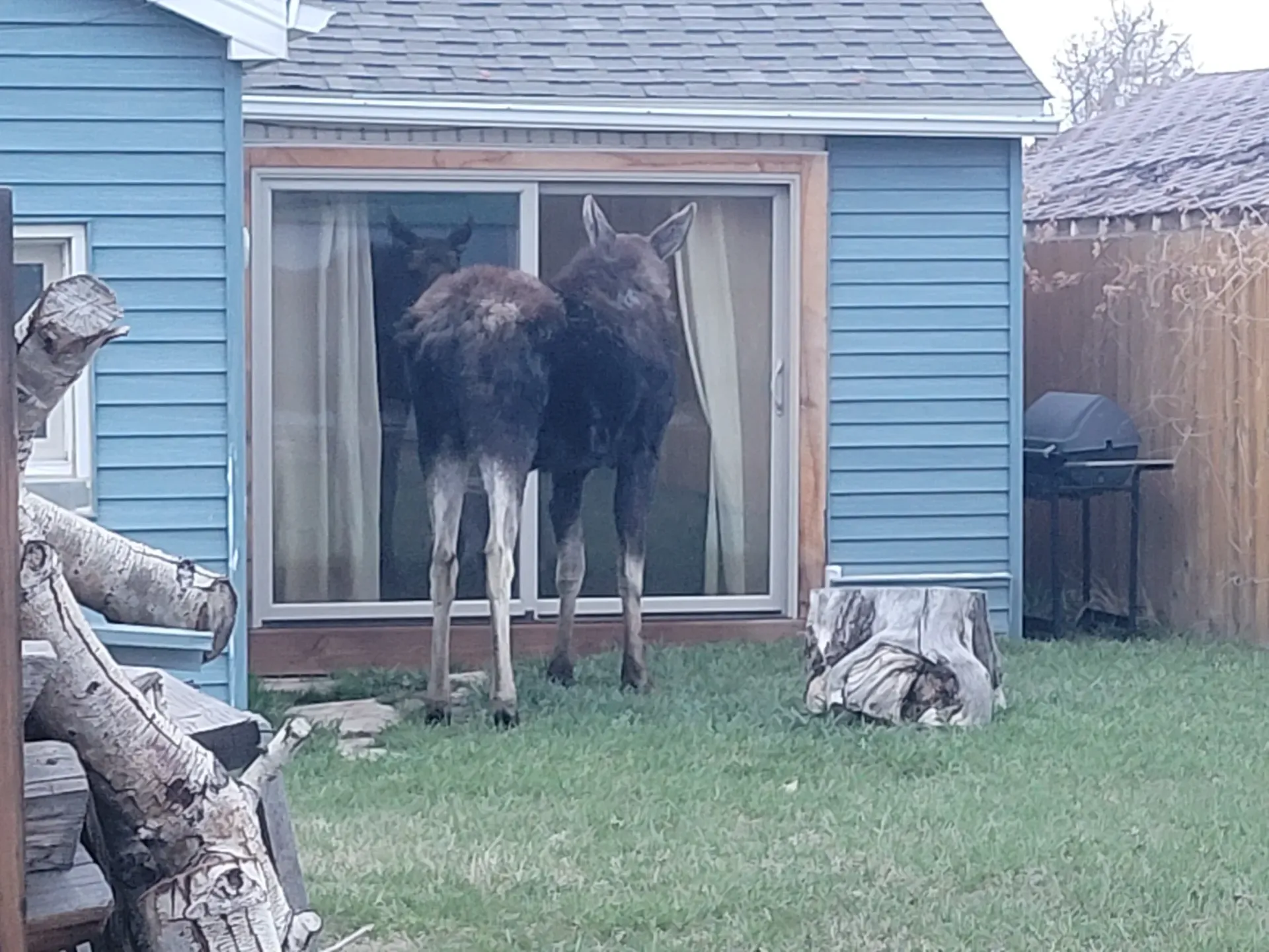 Two moose looking into a sliding glass door of a blue house in a backyard.