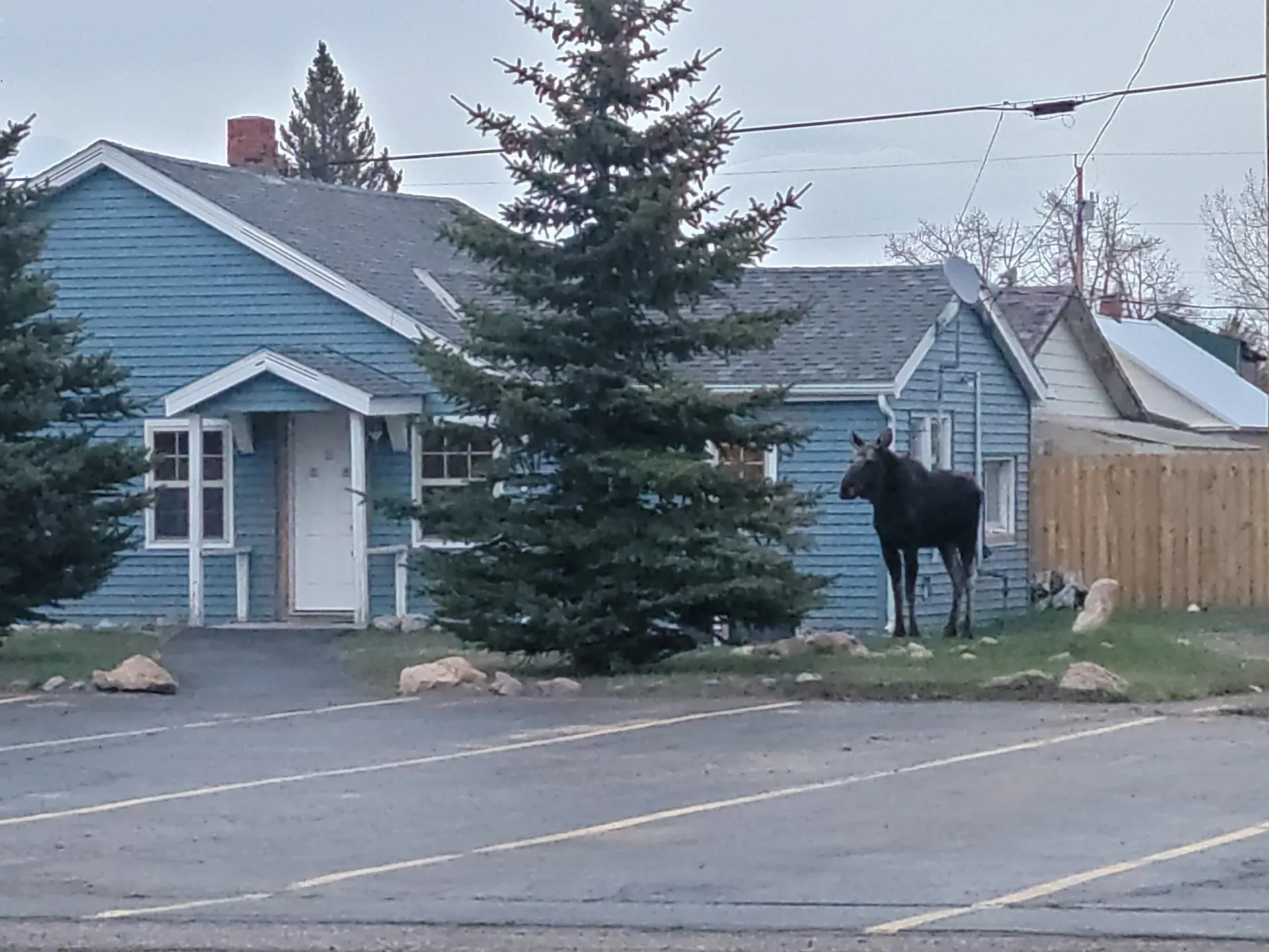 Moose standing near a blue house with a tall fir tree; parked cars in front.