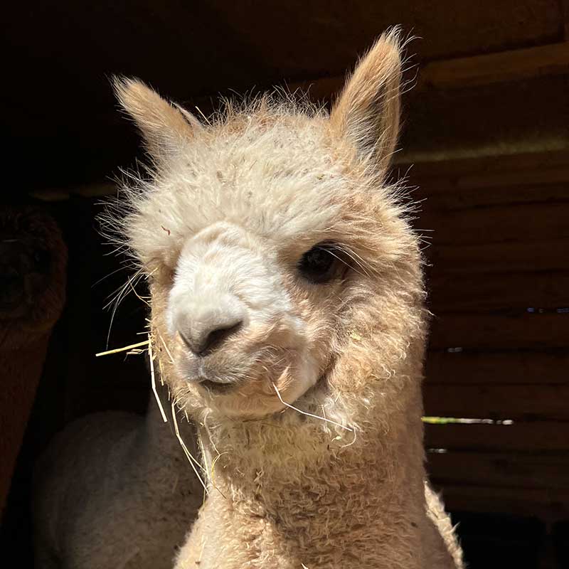 Adotta un Alpaca I Ragazzi della Valle