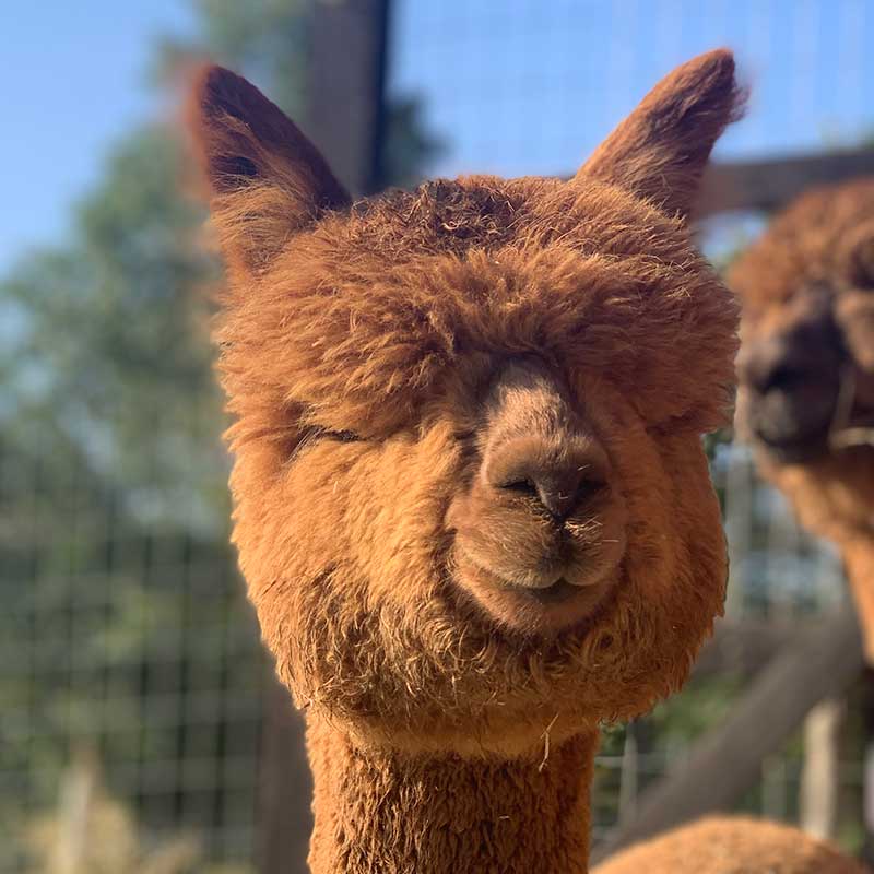 Adotta un Alpaca I Ragazzi della Valle