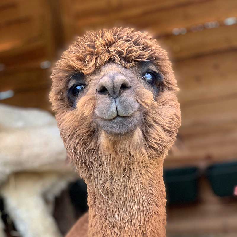 Adotta un Alpaca I Ragazzi della Valle