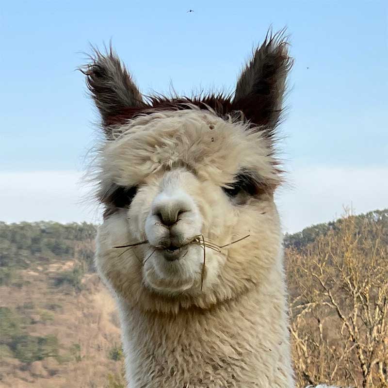 Adotta un Alpaca I Ragazzi della Valle