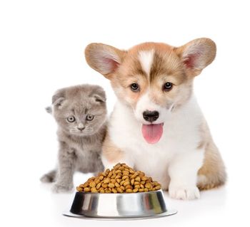 cuccioli di cane e gatto di fronte a una ciotola di alimenti per animali