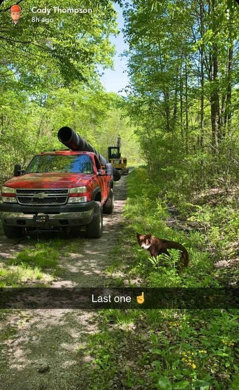 Red truck carrying pipe on a dirt road, followed by a backhoe. A red fox sits near the road.