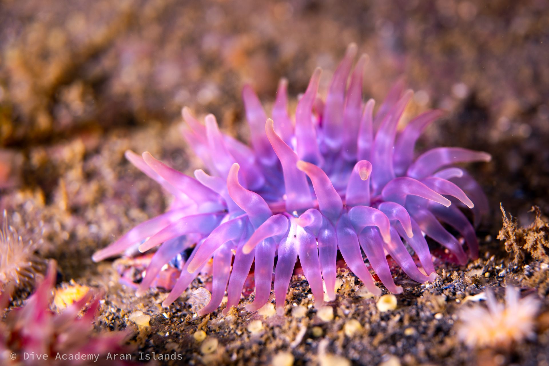 Underwater photographer capturing Atlantic cold-water corals and macro life with Dive Academy