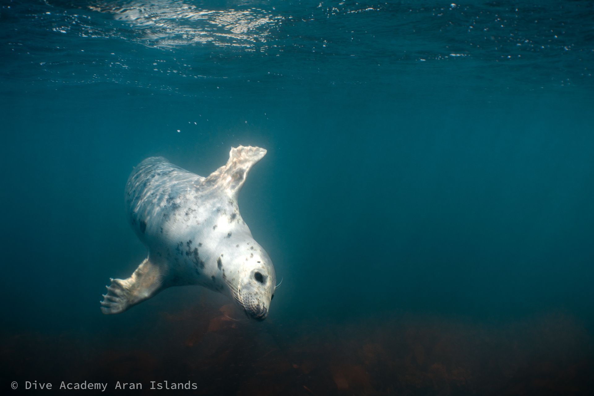 Scuba Diving in Ireland - Aran Islands - Ireland