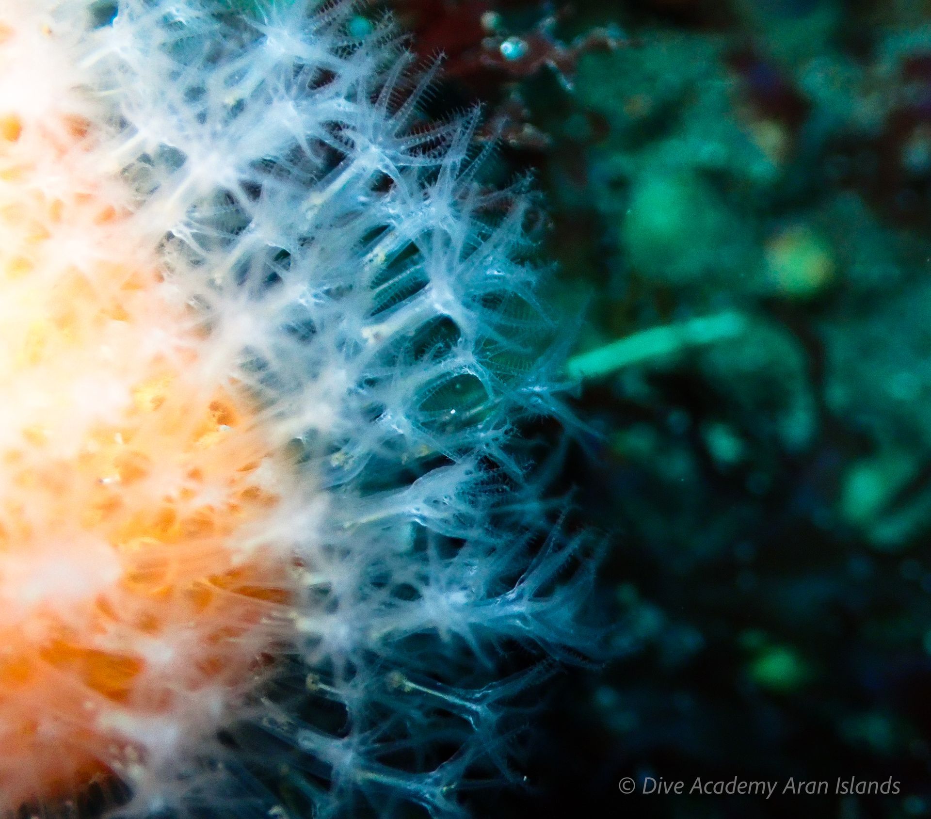 Photo slow dive, Dive Academy, Aran Islands