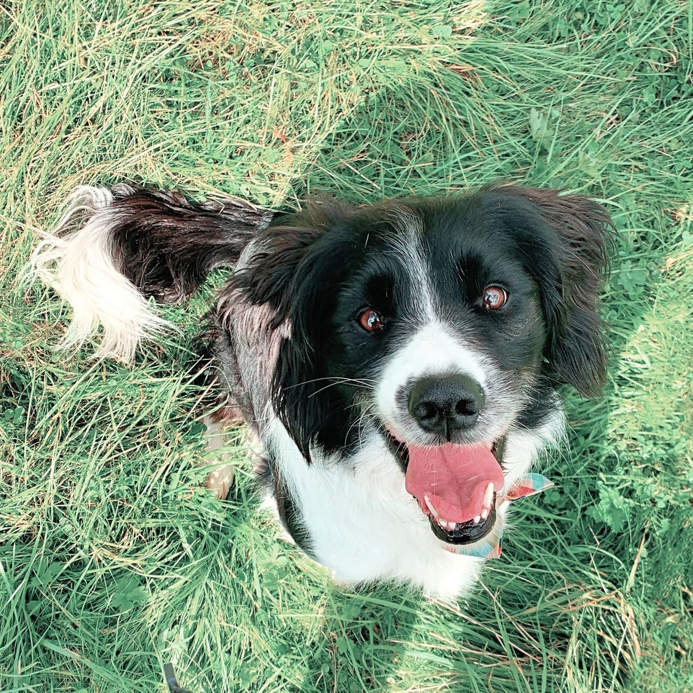 Mature Caucasian female stopping to give her three dogs a treat on their early morning run.
