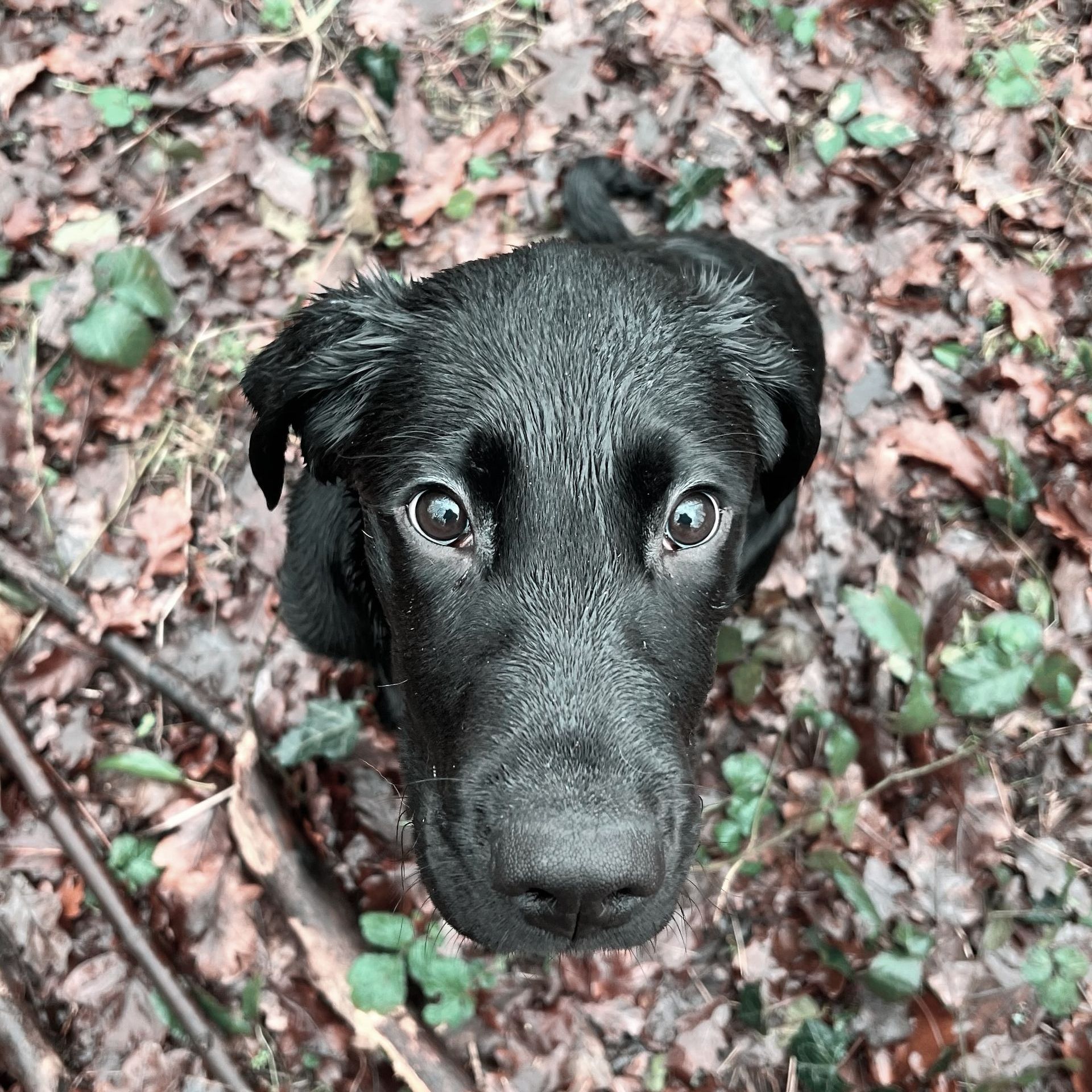 Brown labrador retriever lying on couch