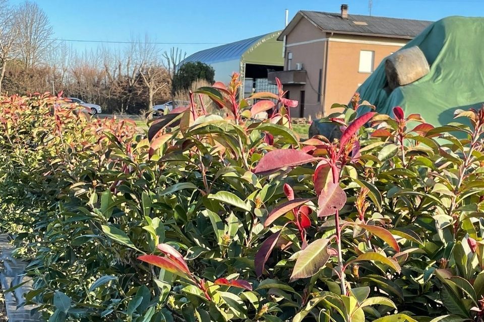 interventi di manutenzione del verde a Reggio nell'Emilia